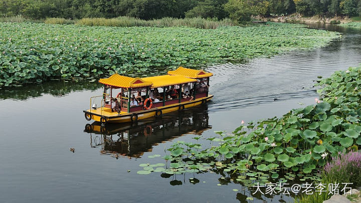 圆明园荷花节（三）_旅游