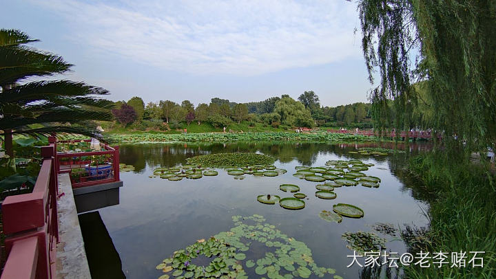 圆明园荷花节（三）_旅游