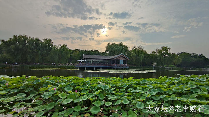 圆明园荷花节（三）_旅游