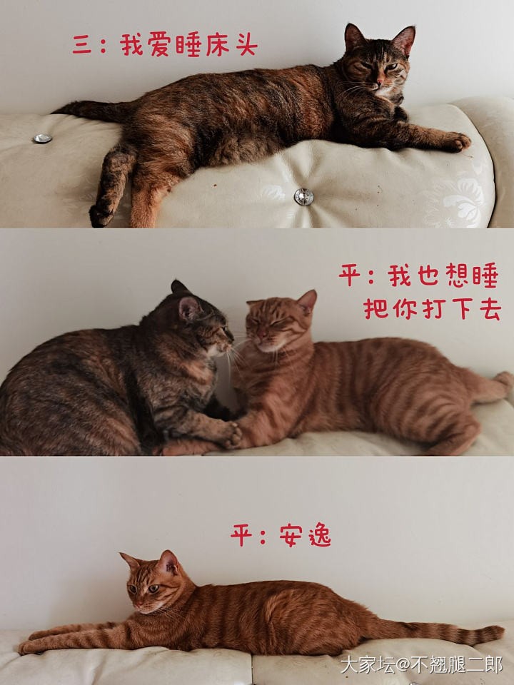 猫咪小剧场～_猫