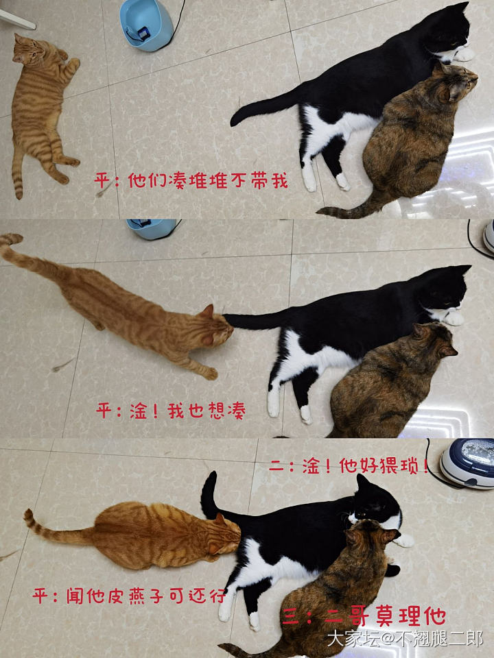 猫咪小剧场～_猫