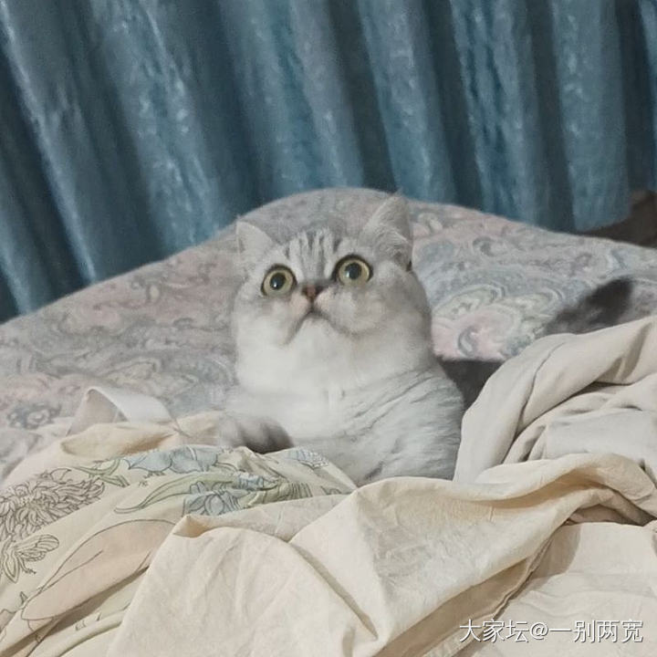 这么笨也不知道是随了谁？_宠物猫