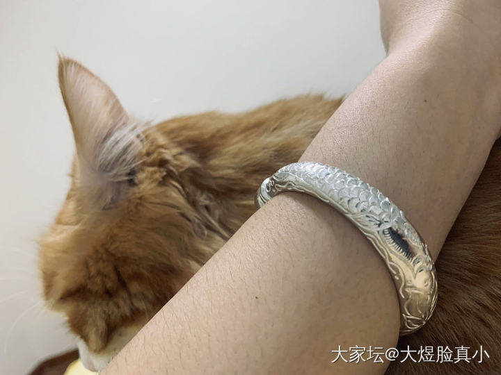 老世兴：胖头鱼 | 莲花_猫银