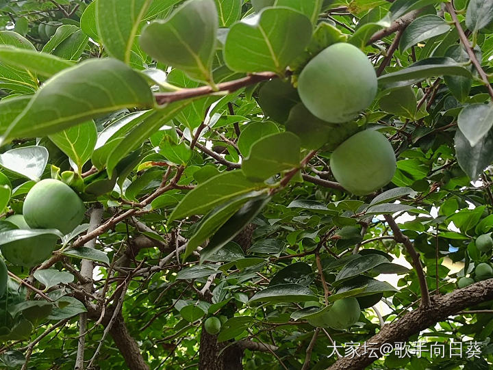 我是不是开悟的有点晚？

以前吃水果，吃到不太熟的，心里会想：这什么破水果，又酸..._水果