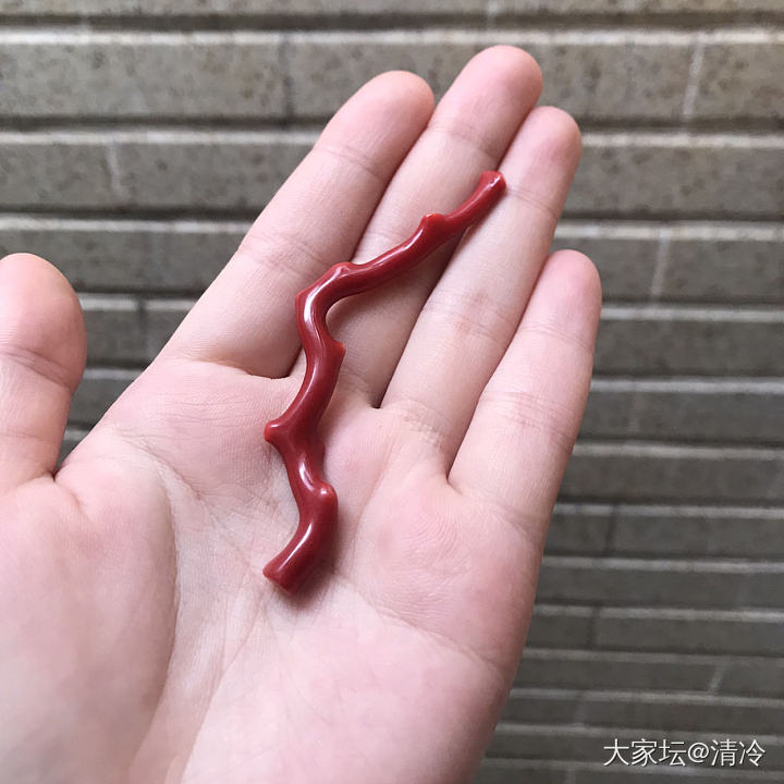 红珊瑚半出坑_珊瑚