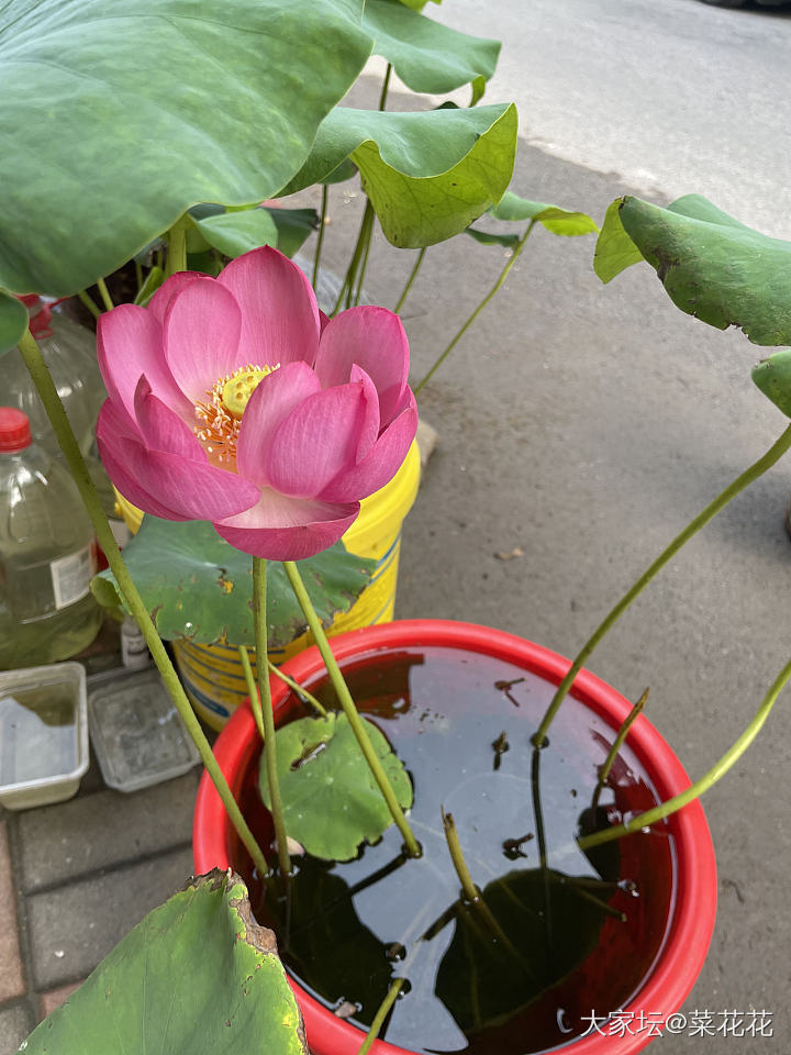五颜六色的荷花_花件南红和田玉
