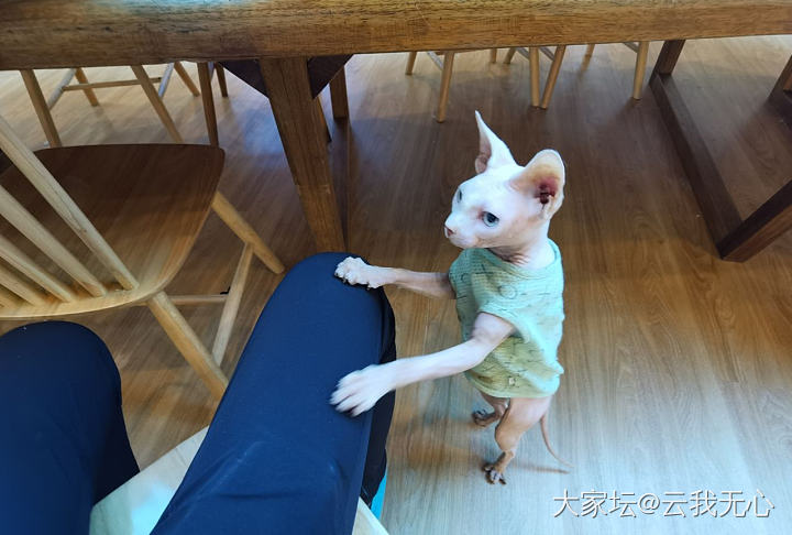 撸完猫咖的猫会被家里的猫嫌弃吗？_猫