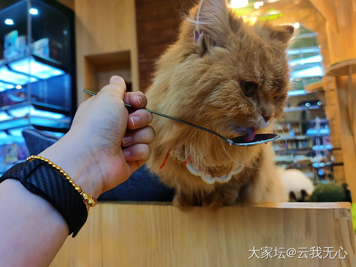 撸完猫咖的猫会被家里的猫嫌弃吗？_猫