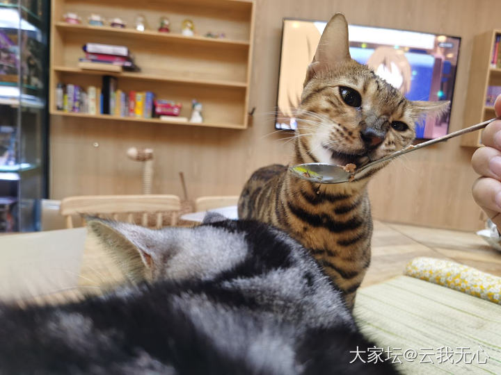 撸完猫咖的猫会被家里的猫嫌弃吗？_猫