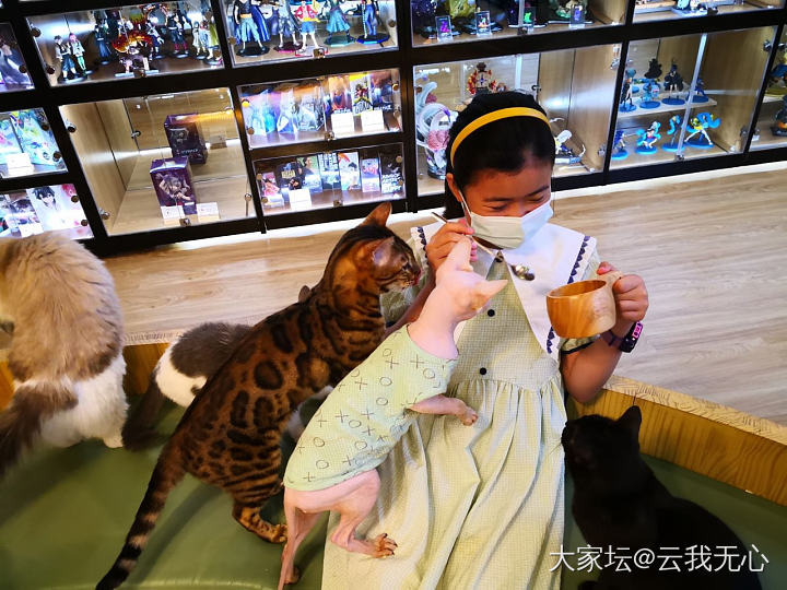 撸完猫咖的猫会被家里的猫嫌弃吗？_猫