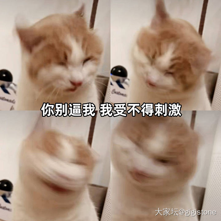 撸完猫咖的猫会被家里的猫嫌弃吗？_猫