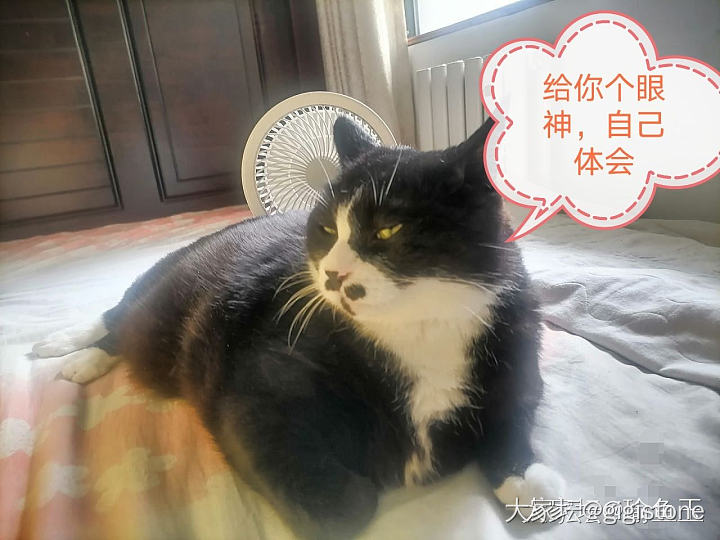 如此精准的卧在我和风扇中间_猫