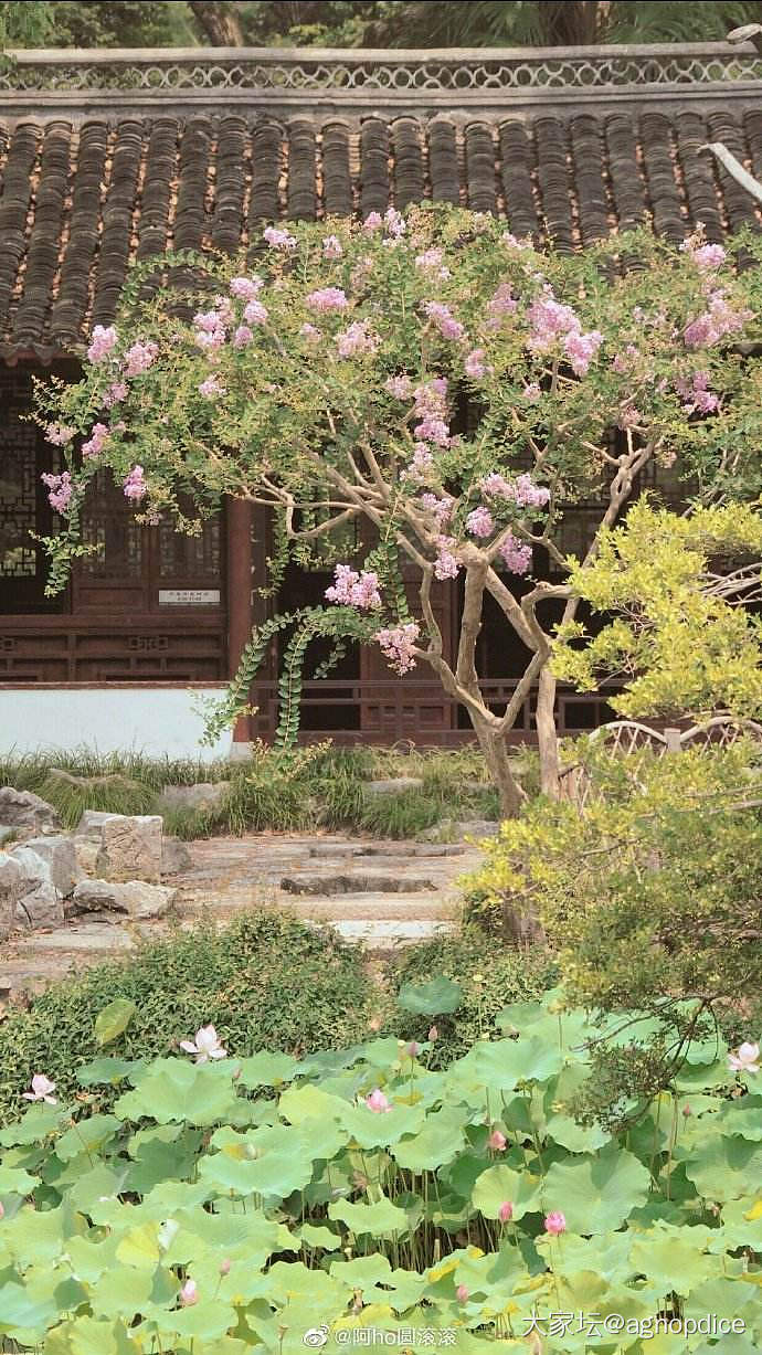 本帖汇集中国文化里各种名花