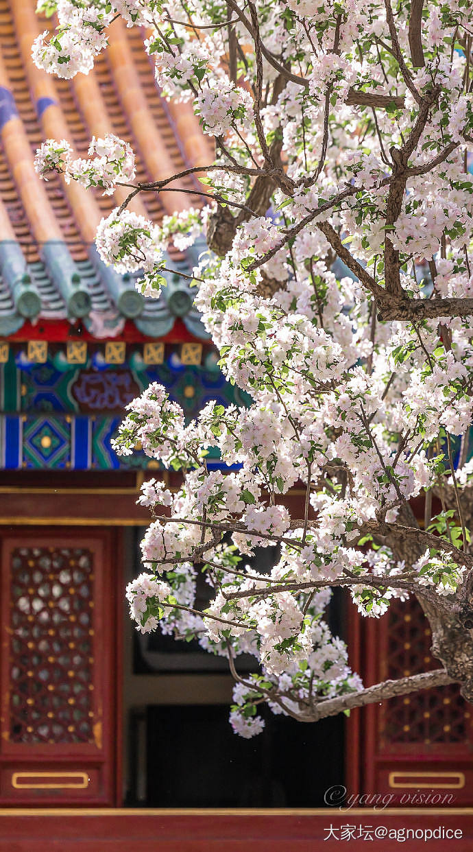 本帖汇集中国文化里各种名花