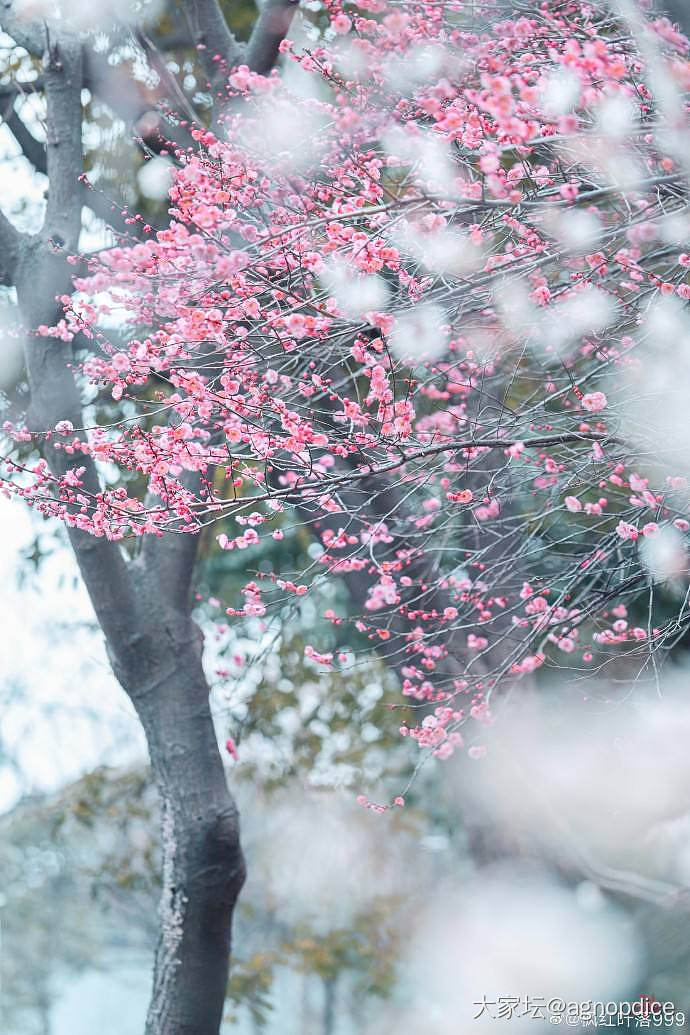 本帖汇集中国文化里各种名花