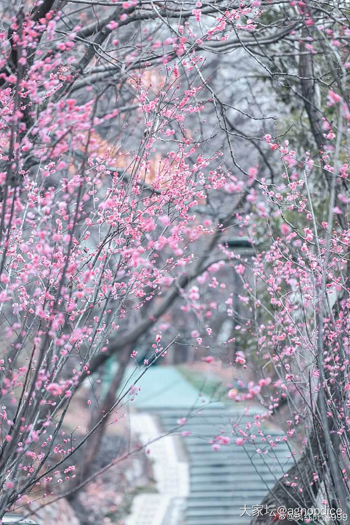 本帖汇集中国文化里各种名花