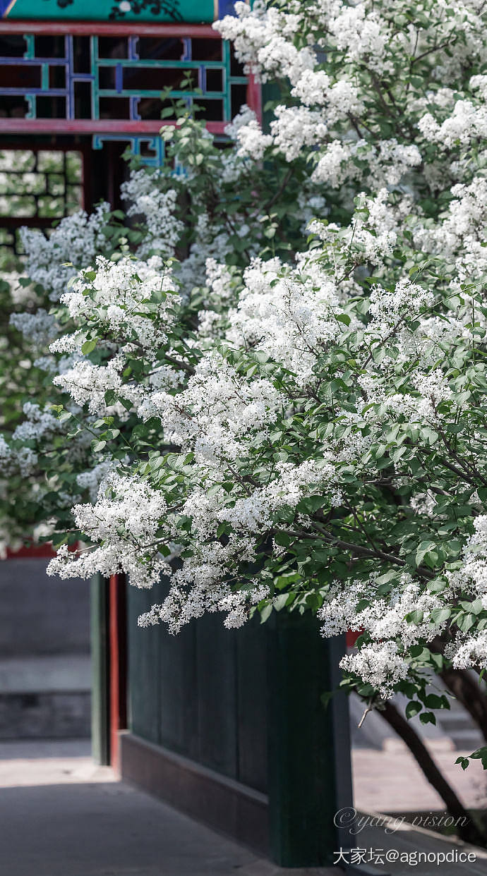 本帖汇集中国文化里各种名花