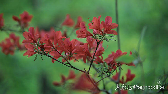 本帖汇集中国文化里各种名花