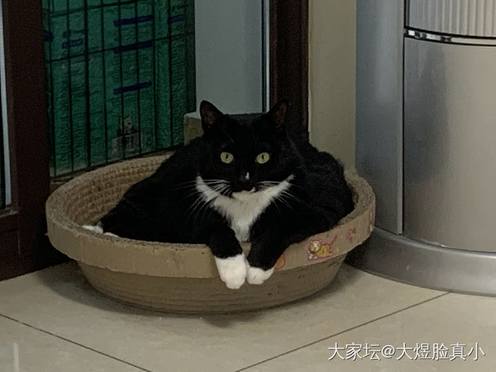 今年的新猫_猫