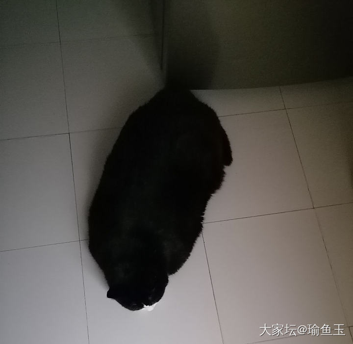 我寻思着厨房也没放地垫啊🤣_猫