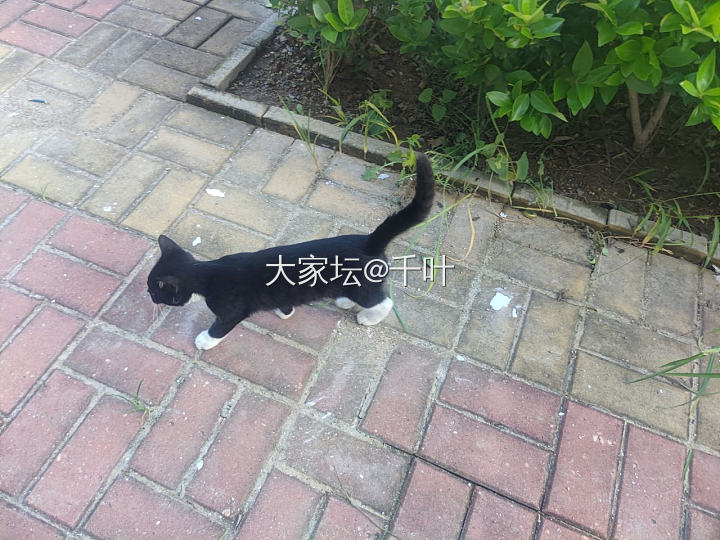 出差遇到“梦中情猫”_猫