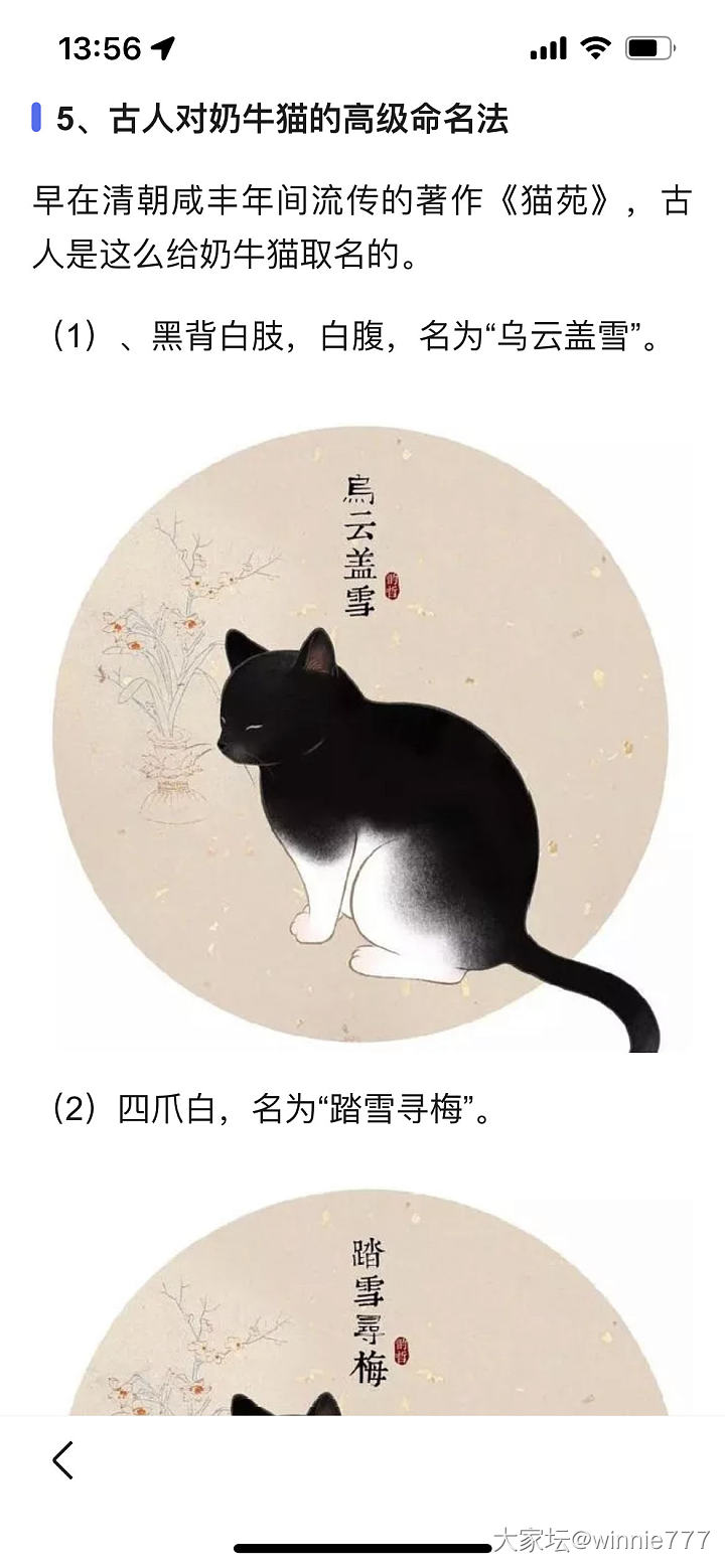 出差遇到“梦中情猫”_猫