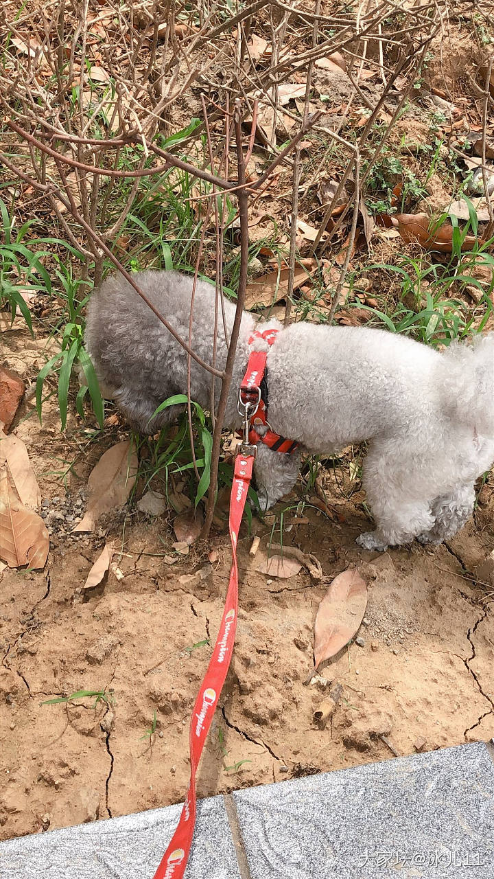 你家猫咪爱吃什么特别的食物吗？_猫