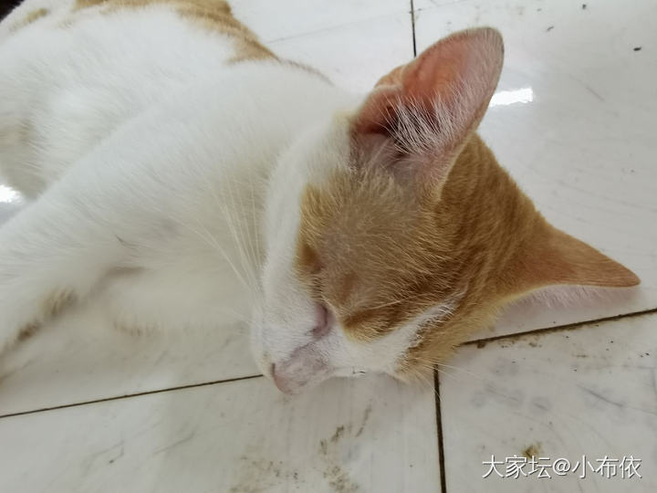 我捅了它一分钟，_猫宠物