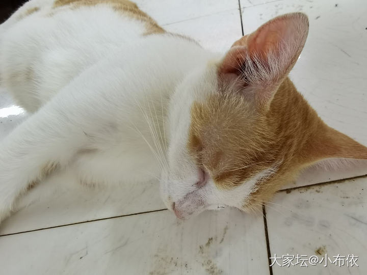 我捅了它一分钟，_猫宠物