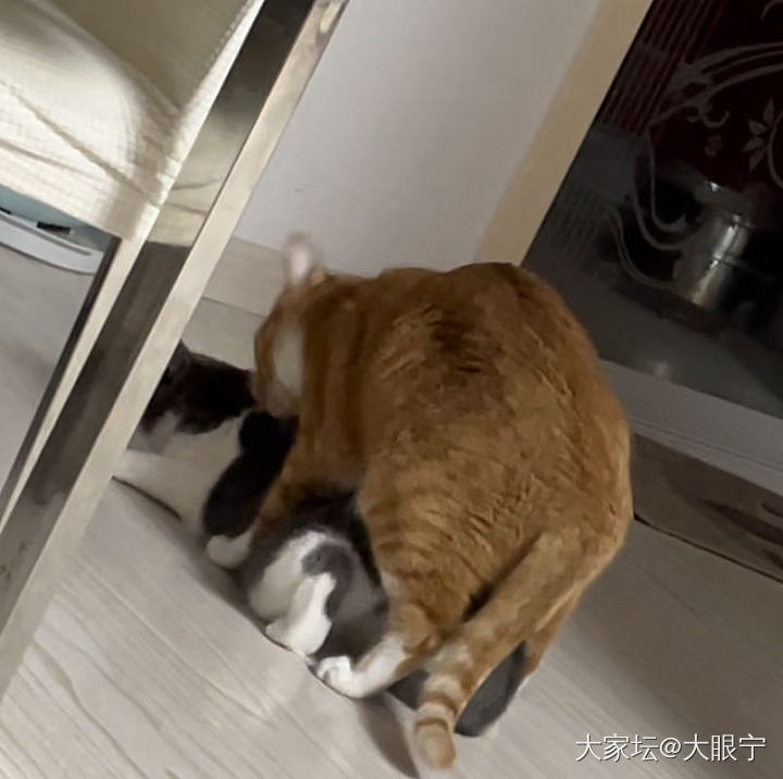 贼心不死的公公猫_猫