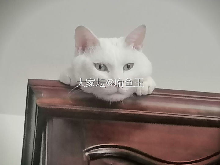 欺负火火，只需要拿着吃的不给它_猫