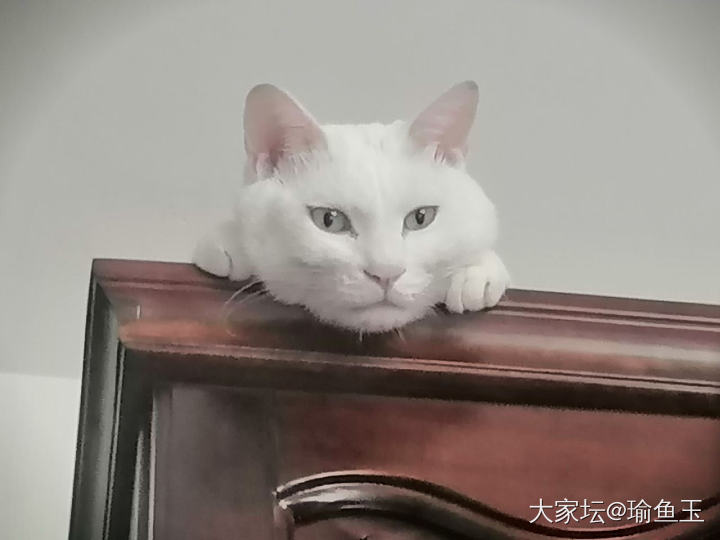 欺负火火，只需要拿着吃的不给它_猫