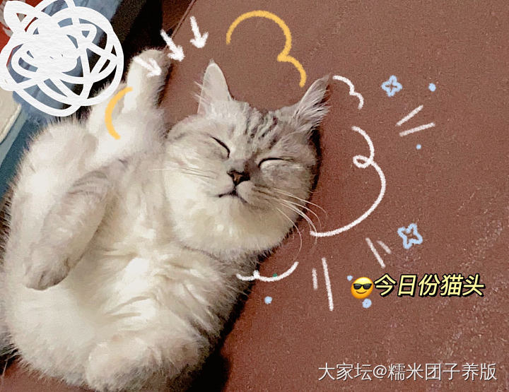 成峰胖猫肥鸟到手啦～_匠人银