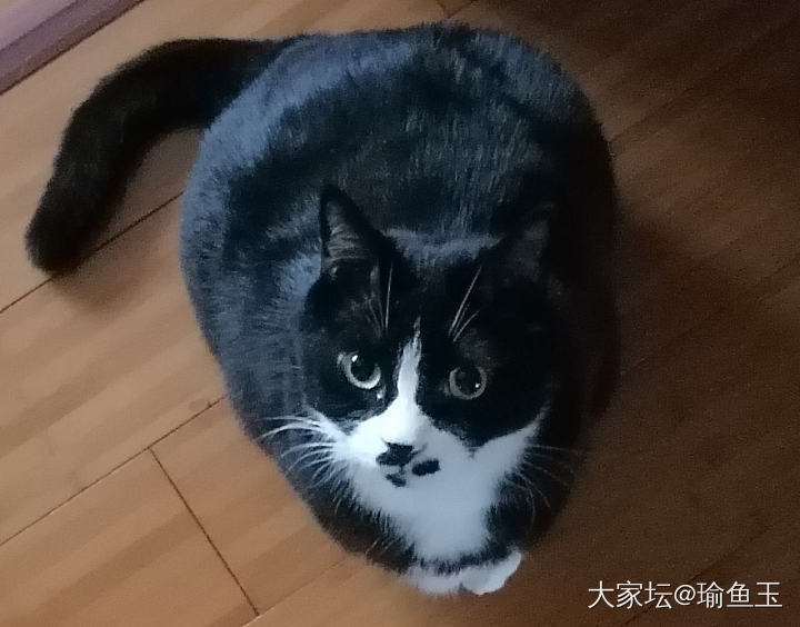 果然……只有讨食儿的时候，眼神充满真诚_猫