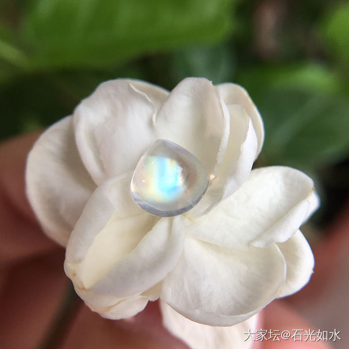 一颗小耗子_月光石