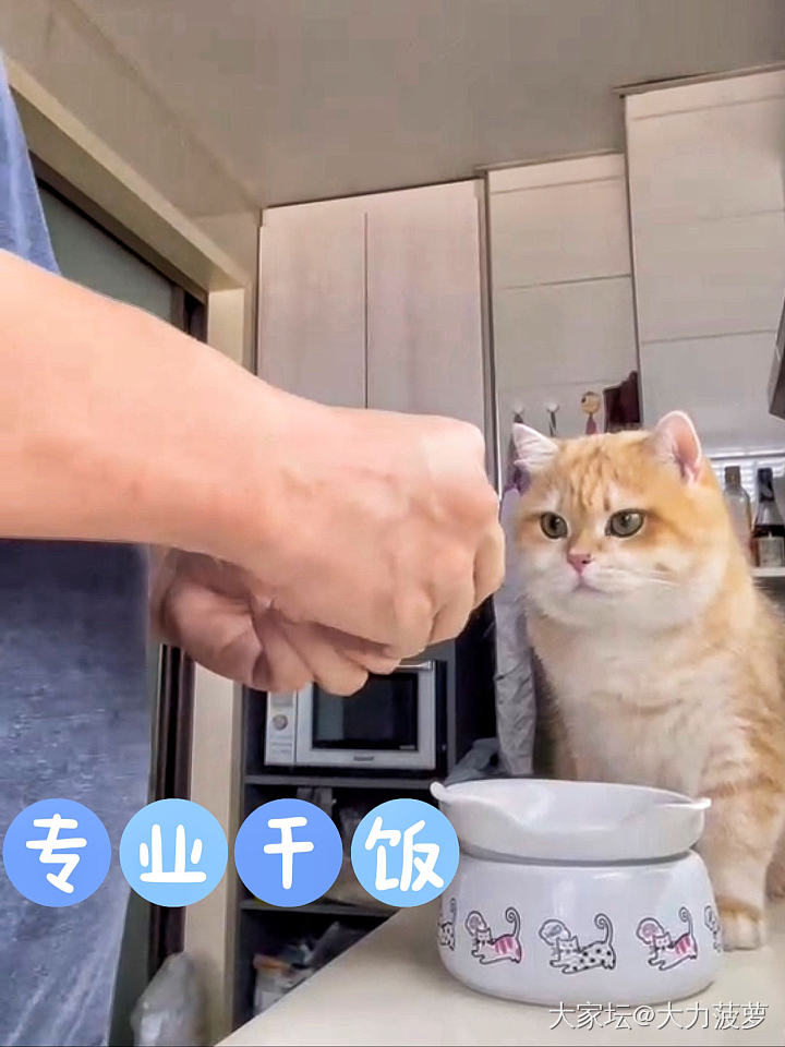 小猫咪🐱变压炕王🐷……_猫