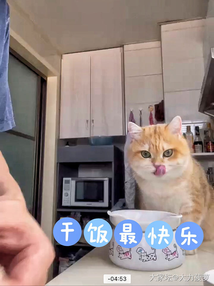 小猫咪🐱变压炕王🐷……_猫