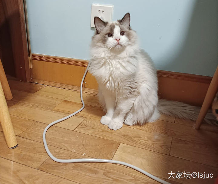 快乐的小猫咪_猫