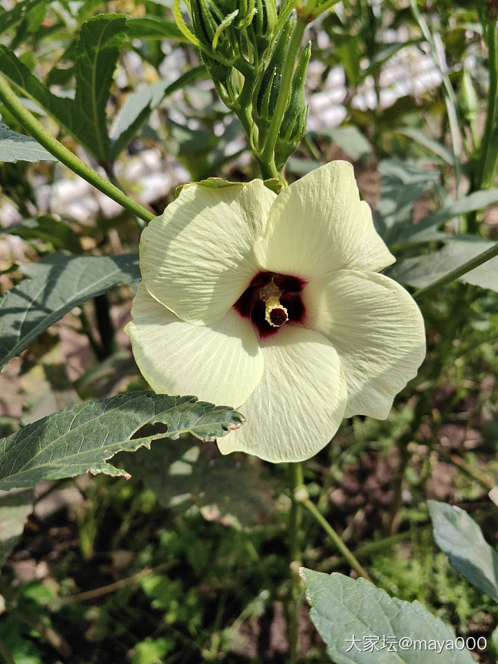 猜猜这是什么🌸_和田玉花