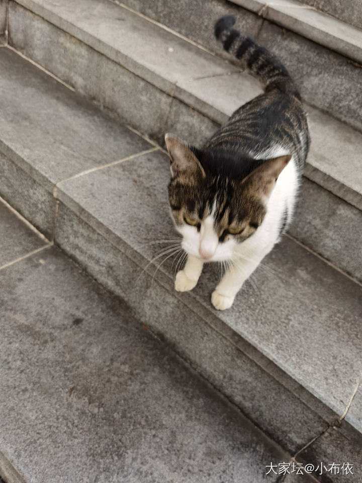 小区超市老板散养的猫_猫