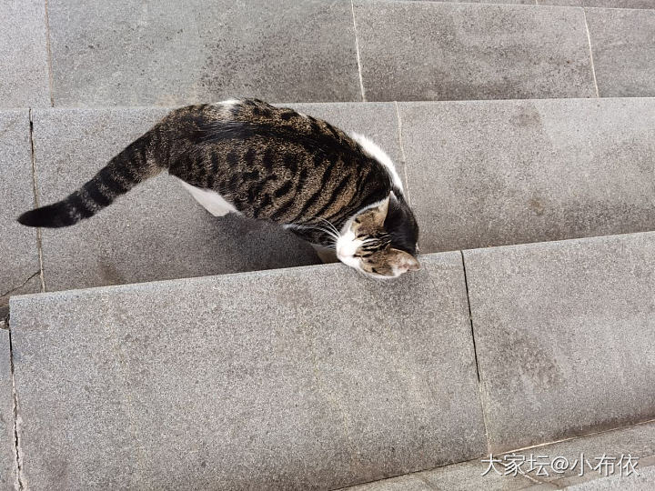 小区超市老板散养的猫_猫