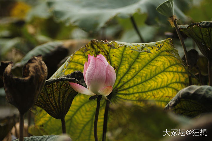 洪湖公园9月的荷花，微距90mm._摄影