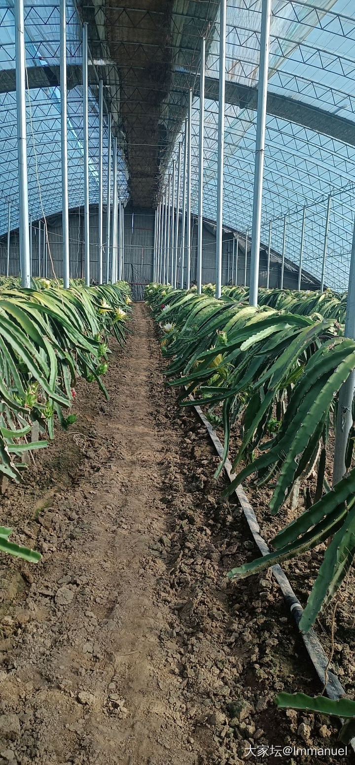 路过一个火龙果种植基地，这个花儿太仙了～～～_水果植物