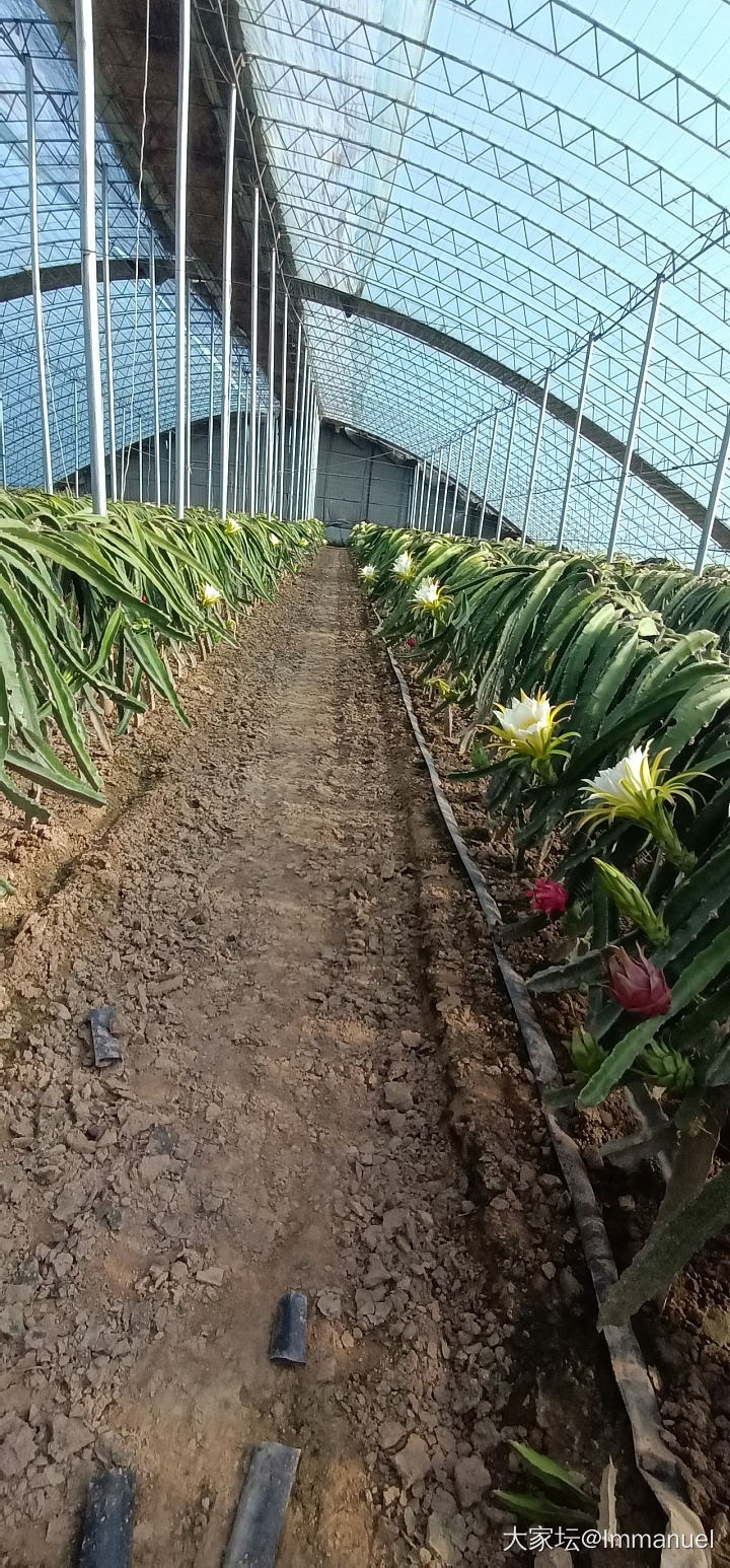 路过一个火龙果种植基地，这个花儿太仙了～～～_水果植物