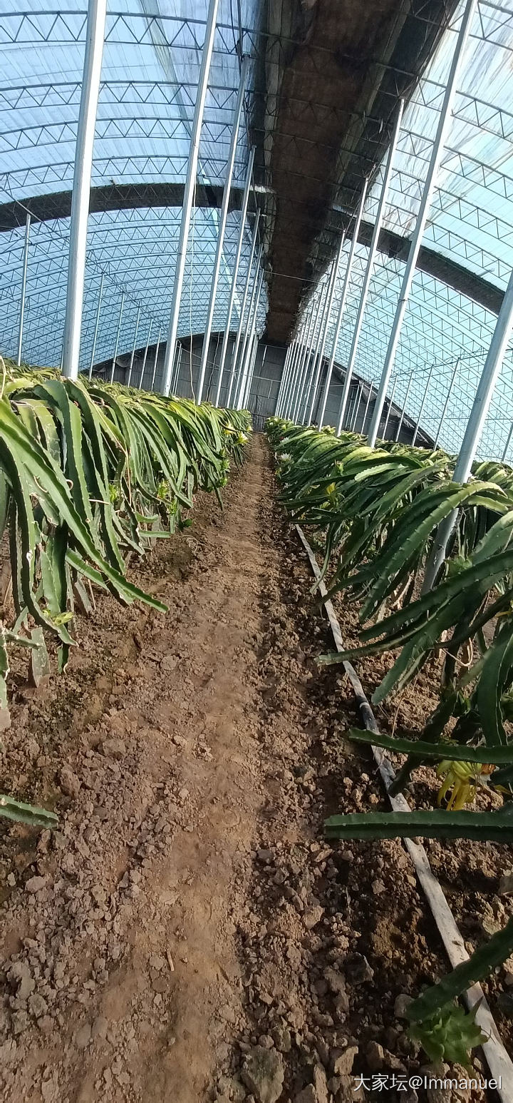 路过一个火龙果种植基地，这个花儿太仙了～～～_水果植物