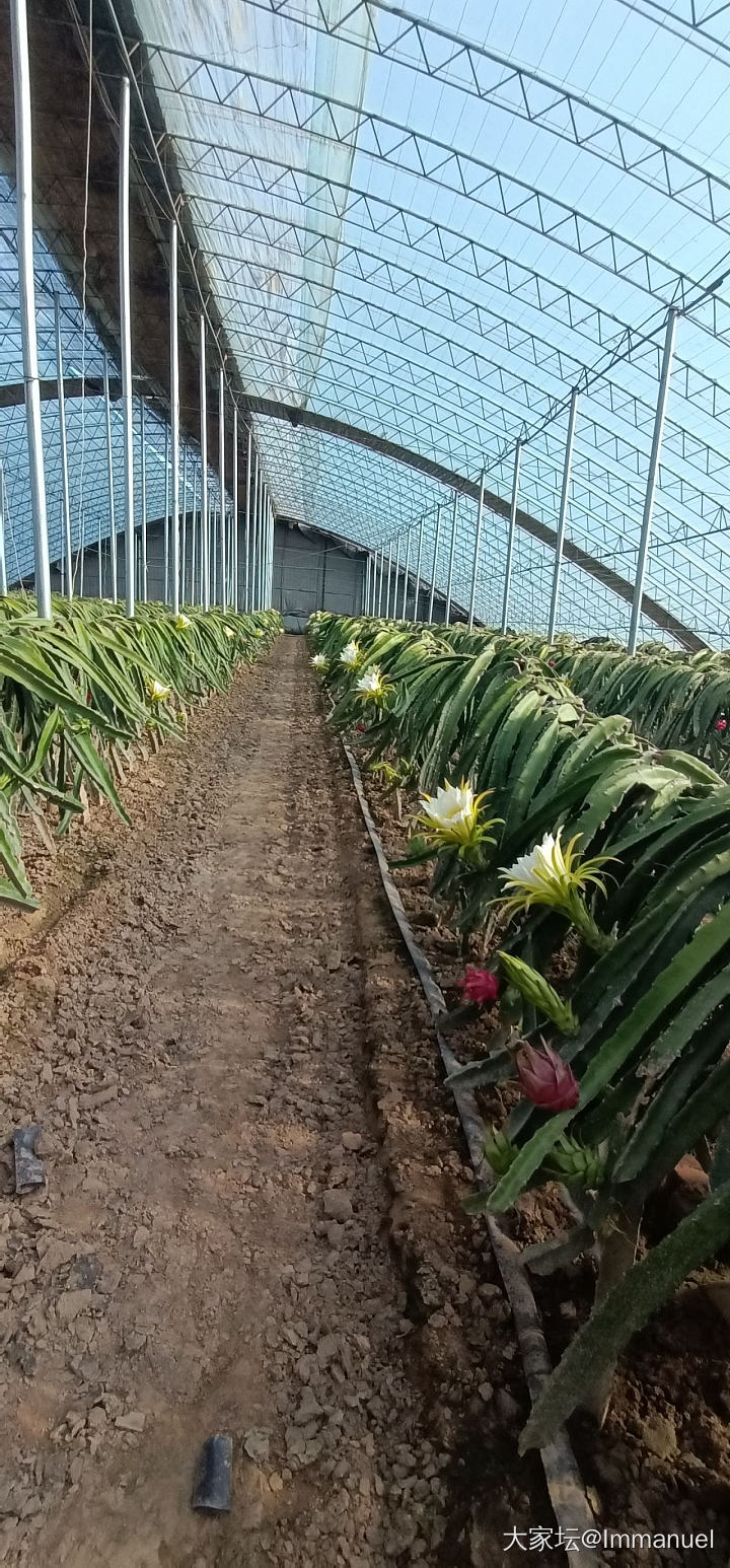 路过一个火龙果种植基地，这个花儿太仙了～～～_水果植物