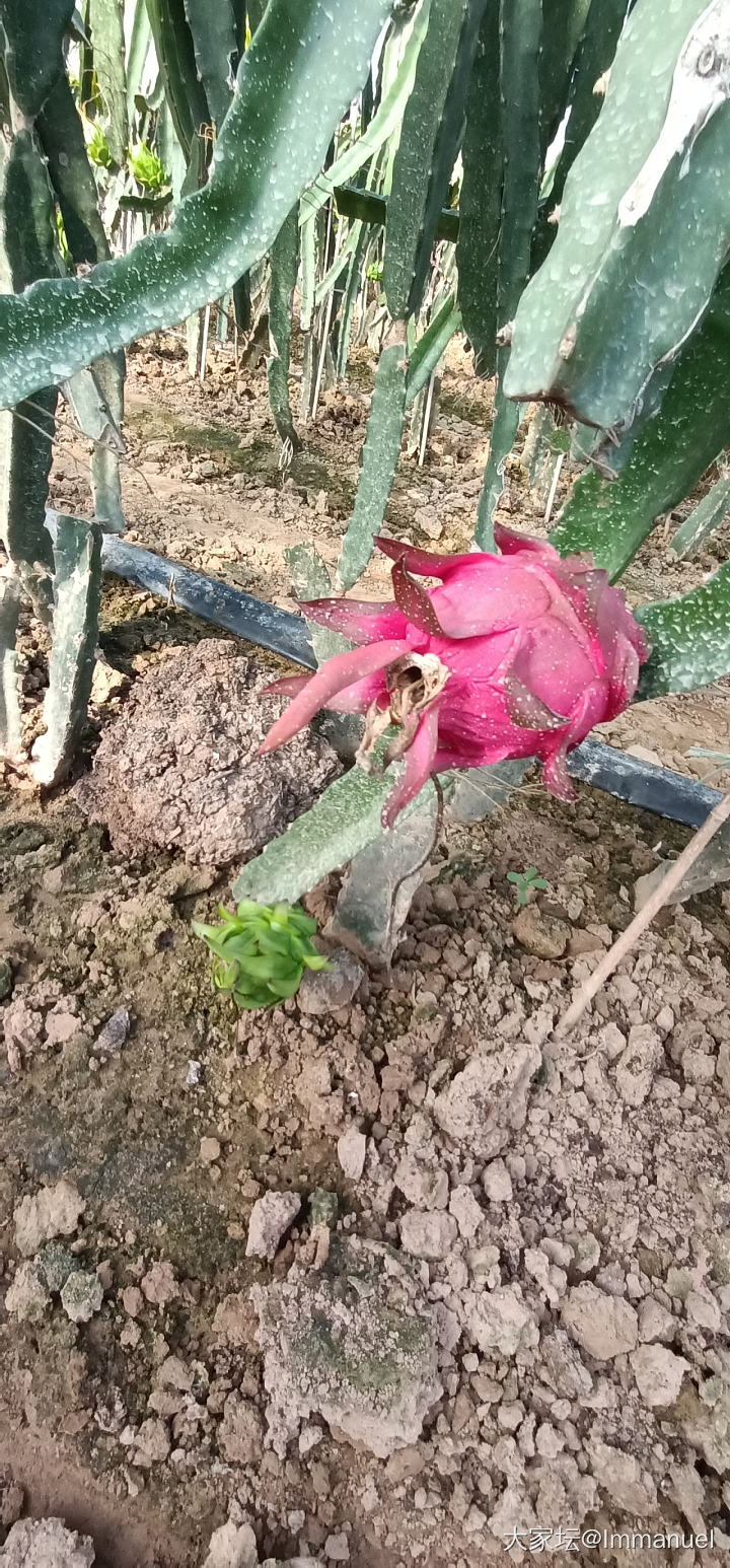 路过一个火龙果种植基地，这个花儿太仙了～～～_水果植物