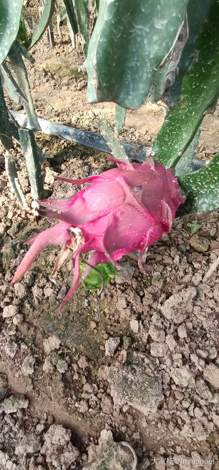 路过一个火龙果种植基地，这个花儿太仙了～～～_水果植物