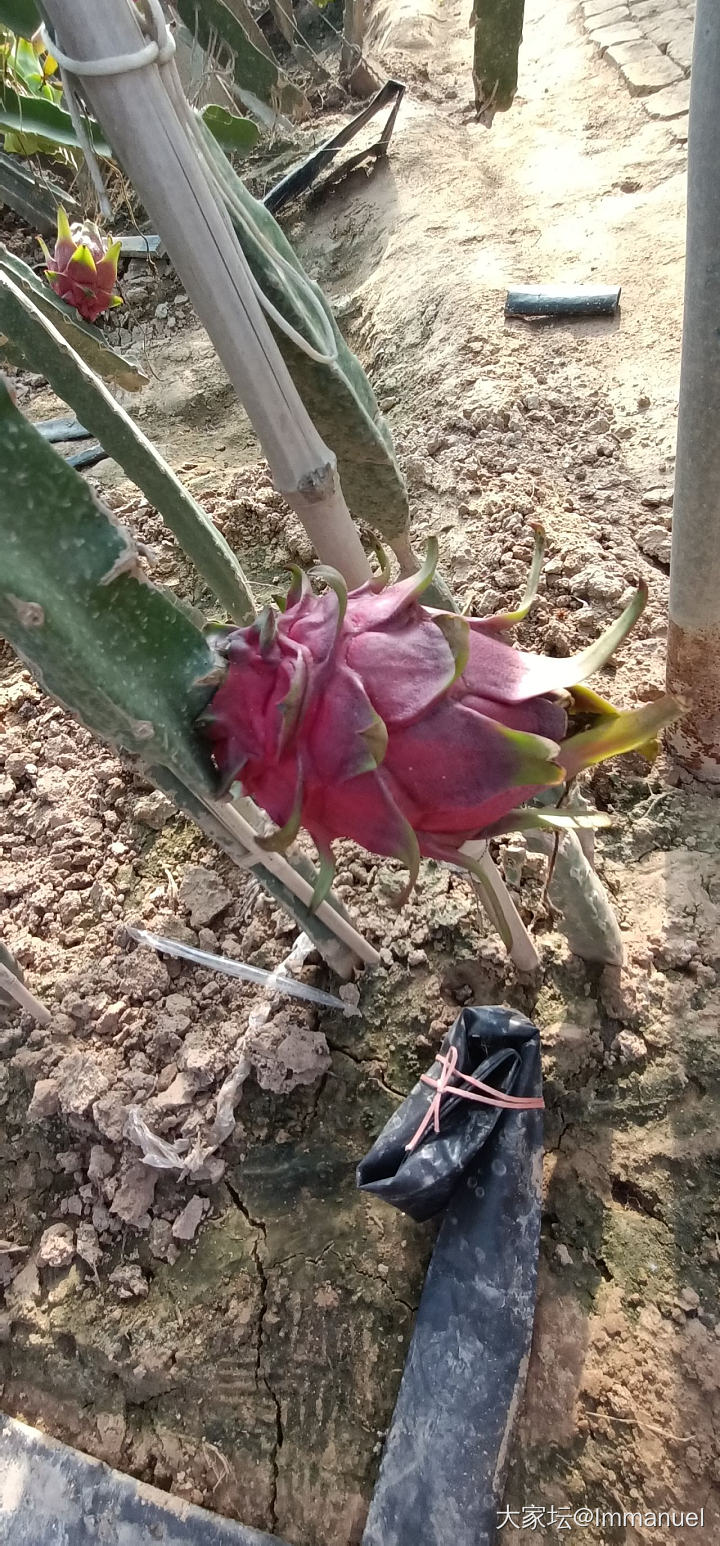 路过一个火龙果种植基地，这个花儿太仙了～～～_水果植物