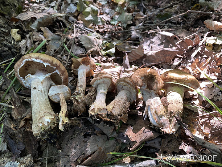 秋高气爽 采榛蘑_闲聊食材